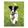 Zestaw kreatywny Diamentowa mozaika 30x40cm Jack Russell Flamingo Line (1(7))