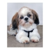 Zestaw kreatywny Diamentowa mozaika 30x40cm Shih tzu Flamingo Line (1(98))