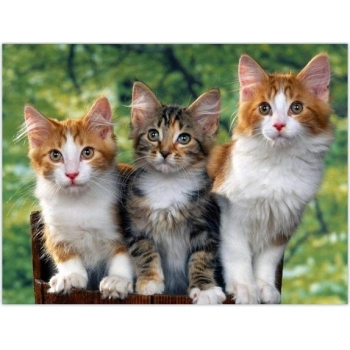 Zestaw kreatywny Norimpex malowanie po numerach -kotki 3 40X50cm (NO-1008133)