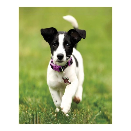Zestaw kreatywny Diamentowa mozaika 30x40cm Jack Russell Flamingo Line (1(7))