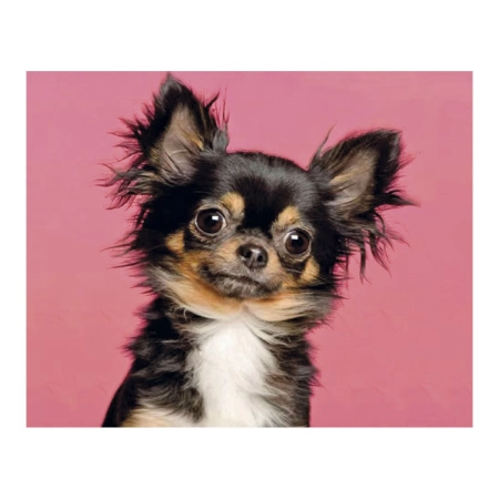 Zestaw kreatywny Diamentowa mozaika 30x40cm Chihuahua czarny Flamingo Line (1(13))