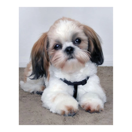 Zestaw kreatywny Diamentowa mozaika 30x40cm Shih tzu Flamingo Line (1(98))